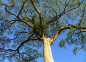Anabaptist tree